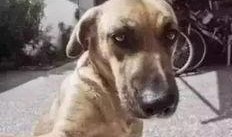 狗狗搞笑视频热点爆料,萌宠界的欢乐热点大揭秘